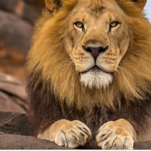 Meet your Posher, The